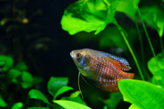 A beautiful dwarf gourami. is a species of gourami native to South Asia. It&rsquo;s a beautiful fish, very colorful.