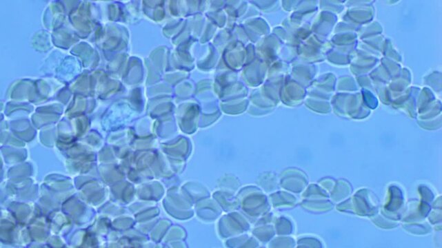 Microscopic observation of red and white blood cells