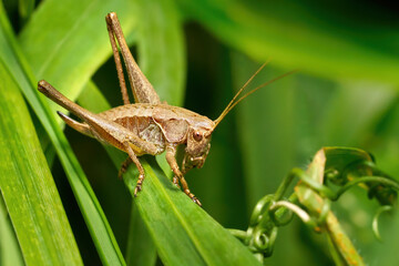 Gemeine Strauchschrecke (Pholidoptera griseoaptera) Weibchen in Nahaufnahme auf einer grünen Pflanze - Baden-Württemberg, Deutschland