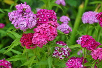 Carnation blooms on the flowerbed