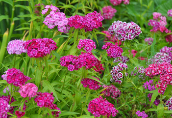 Carnation blooms on the flowerbed