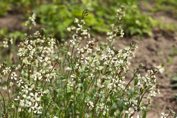 Arugula blooming with white flowers, growing herbs for salads in the garden
