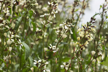 Arugula blooming with white flowers, growing herbs for salads in the garden