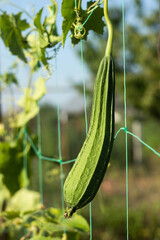 Loofah, a vegetable sponge for washing. Also spelled luffa or loofa