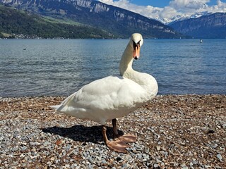 A white swan on the shore of a lake in the mountains. A lake in the Swiss mountains. Swan on the background of the mountains. 
