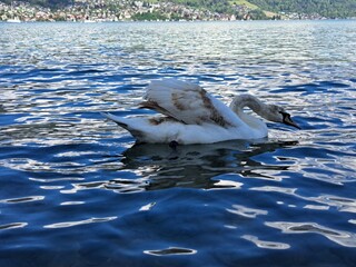 A white swan on the shore of a lake in the mountains. A lake in the Swiss mountains. Swan on the background of the mountains. 