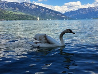 A white swan on the shore of a lake in the mountains. A lake in the Swiss mountains. Swan on the background of the mountains. 