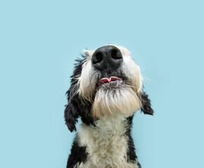 Close-up Spaniel water dog eating and sticking tongue out. Isolated on blue pastel background