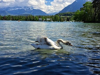 A white swan on the shore of a lake in the mountains. A lake in the Swiss mountains. Swan on the background of the mountains. 