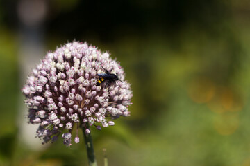 Allium porrum, Flowering leeks in the garden