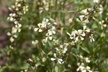 Arugula blooming with white flowers, growing herbs for salads in the garden