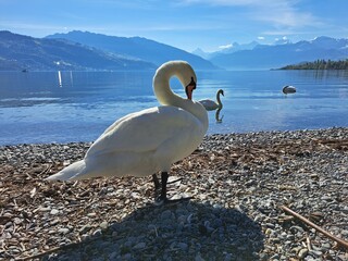 A white swan on the shore of a lake in the mountains. A lake in the Swiss mountains. Swan on the background of the mountains. 