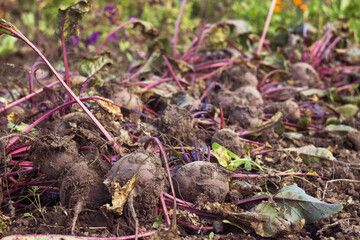 Beetroot on the ground, harvesting vegetables, background