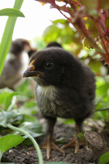 Cute baby chicken on garden soil with bright green plants and colorful leaves.