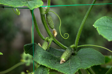 Growing cucumbers in the garden. Vegetables