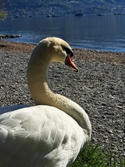 A white swan on the shore of a lake in the mountains. A lake in the Swiss mountains. Swan on the background of the mountains. 
