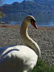 A white swan on the shore of a lake in the mountains. A lake in the Swiss mountains. Swan on the background of the mountains. 