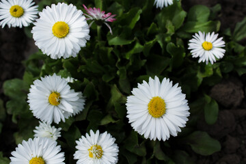 Fototapeta premium White daisies (lat. Bellis perennis) in the garden