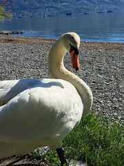 A white swan on the shore of a lake in the mountains. A lake in the Swiss mountains. Swan on the background of the mountains. 