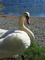 A white swan on the shore of a lake in the mountains. A lake in the Swiss mountains. Swan on the background of the mountains. 