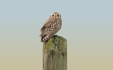 Short eared owl on a post.