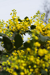 Mahonia yellow blossom, oregon grape