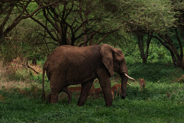 Fototapeta premium Male elephant walks among small antelopes in an african forest