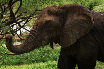 Obraz premium Wild elephant stretching its trunk to reach leaves in the african savannah