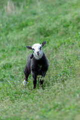 A little goat grazes on its own in the meadow