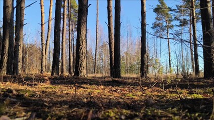 The beauty of nature in the warm autumn colors in the forest. Warm autumn in the forest