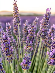 Obraz premium Close up of blooming lavender flowers in field at sunset, showcasing natural beauty and tranquility