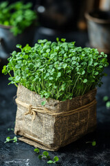 A bundle of vibrant green microgreens wrapped in recycled newspaper, emphasizing eco-friendly and sustainable practices,