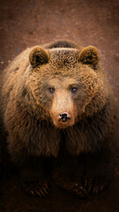 Oso pardo
