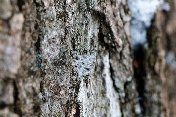 Snowflakes delicately resting on rough tree bark create a captivating texture contrast on a winter day, with shallow depth of field highlighting their intricate details