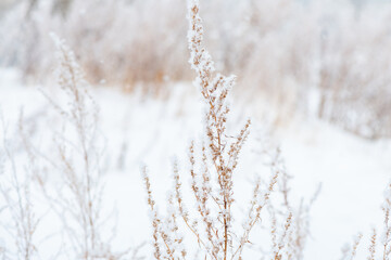 Snow-covered grass sways gently in the breeze on a serene winter day, creating a picturesque scene...