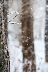 Snowflakes gently falling on bare branches and tree trunks create a serene, peaceful atmosphere in a winter forest, inviting tranquility and showcasing the beauty of nature