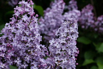 lilac flowers in the garden