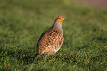 Grey Partridge on grass close up.