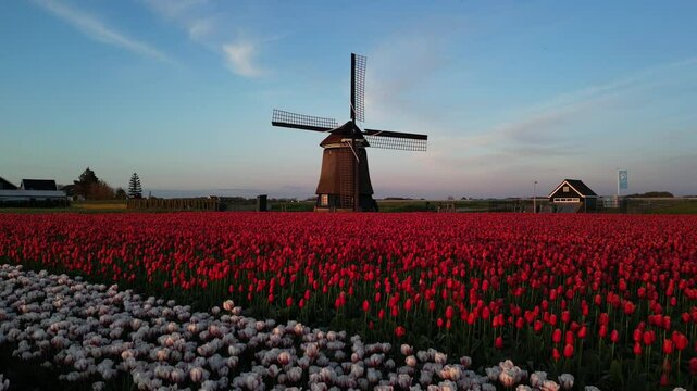 Aerial view of vibrant tulip fields with a windmill, North Holland, Netherlands.