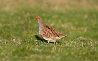 Grey Partridge on grass close up.