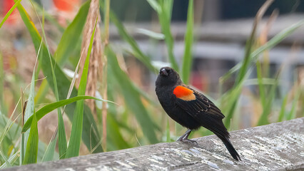 A male fan-tailed widowbird guards its territory.