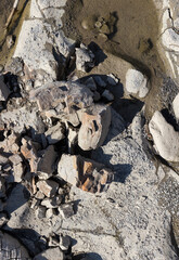 sunny day, nature park, river bottom, walk along the riverbank with an overview of the bottom structure