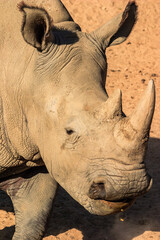 A rhino with a large horn is eating grass