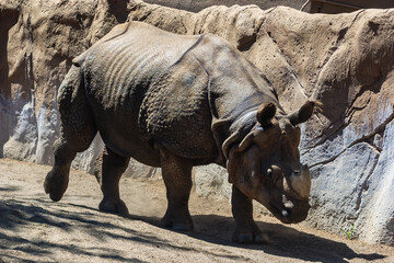 Obraz premium A rhino is walking in a zoo enclosure