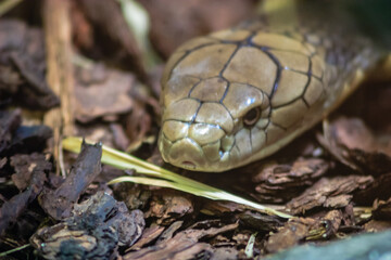 A snake is shown in a close up of its face