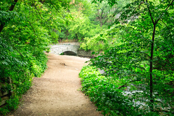 Naklejka premium A path in a forest with a bridge over a stream