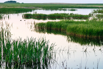 A calm lake with tall grasses and a few ducks