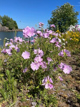 flowers in the wild