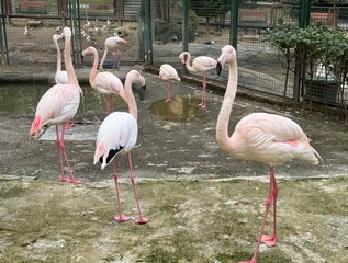 Close-up of greater flamingos living on a farm. Scientific name; Phoenicopterus roseus. The greater flamingo (Phoenicopterus roseus) is the most widespread and largest species of the flamingo family.