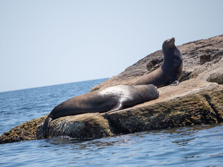 Fototapeta premium Sea Lion near Loreto, Mexico